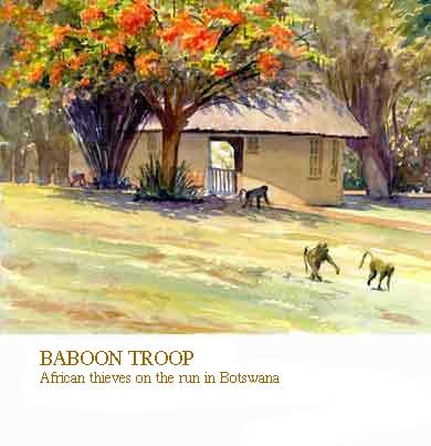 baboons